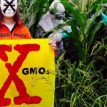 Γενετικά Τροποποιημένα Φυτά (μεταλλαγμένα) έρχονται στο πιάτο μας