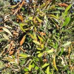 Από αισθητήρες μέχρι σκύλους: Επιστήμονες ανοίγουν νέους δρόμους για την έγκαιρη ανίχνευση της Xylella fastidiosa