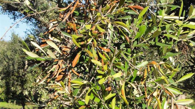 Από αισθητήρες μέχρι σκύλους: Επιστήμονες ανοίγουν νέους δρόμους για την έγκαιρη ανίχνευση της Xylella fastidiosa