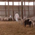 Στρατιωτικοί κτηνίατροι στη μάχη κατά της ευλογιάς αιγοπροβάτων