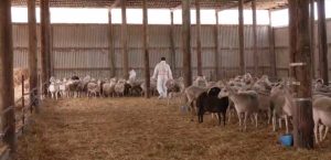 Στρατιωτικοί κτηνίατροι στη μάχη κατά της ευλογιάς αιγοπροβάτων