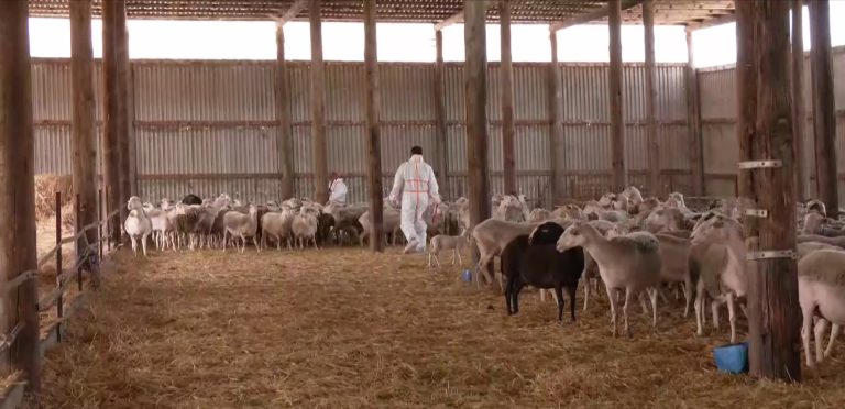 Στρατιωτικοί κτηνίατροι στη μάχη κατά της ευλογιάς αιγοπροβάτων