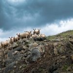 Παρατείνονται τα προληπτικά μέτρα για την ευλογιά των αιγοπροβάτων