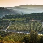 Κεφαλογιάννης: Το κρασί είναι πολιτισμός και ταυτότητα