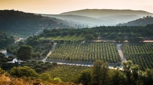 Κεφαλογιάννης: Το κρασί είναι πολιτισμός και ταυτότητα