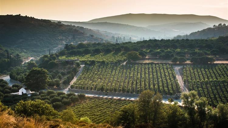 Κεφαλογιάννης: Το κρασί είναι πολιτισμός και ταυτότητα