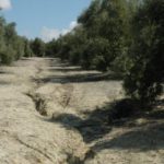 Οδηγός για τη διαχείριση ελαιώνων μετά από πλημμύρες