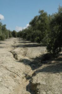 Οδηγός για τη διαχείριση ελαιώνων μετά από πλημμύρες