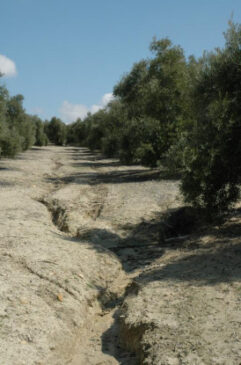 Οδηγός για τη διαχείριση ελαιώνων μετά από πλημμύρες