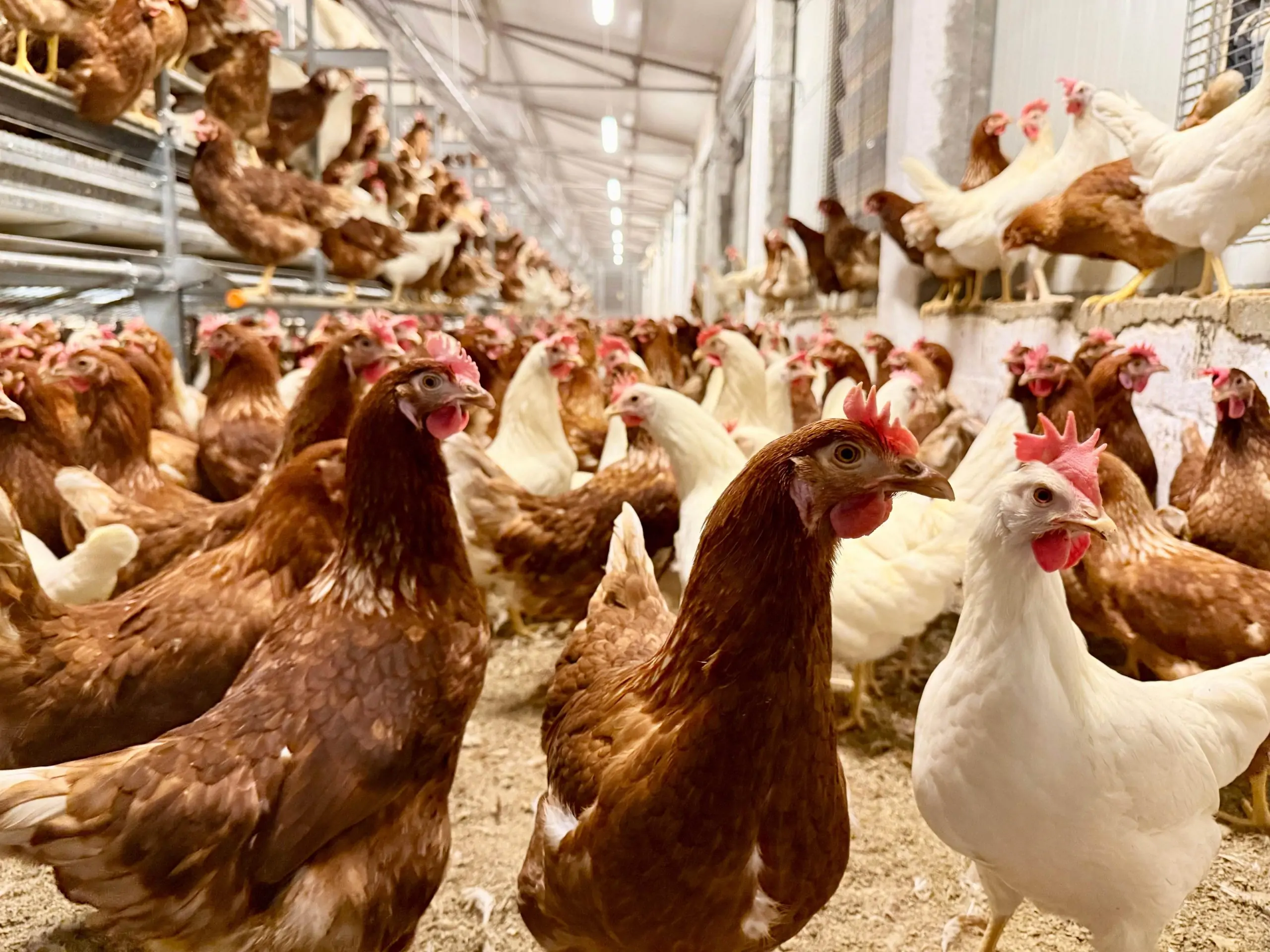 Σε ενίσχυση της παραγωγής Ω3 αυγών προχωρά η Αμερικανική Γεωργική Σχολή