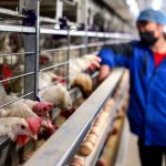 Ο τομέας πουλερικών της ΕΕ ζητά προληπτική αναστολή των εισαγωγών από την Κίνα