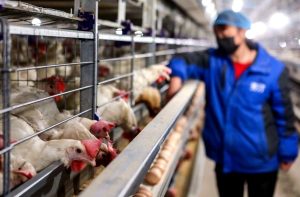 Ο τομέας πουλερικών της ΕΕ ζητά προληπτική αναστολή των εισαγωγών από την Κίνα