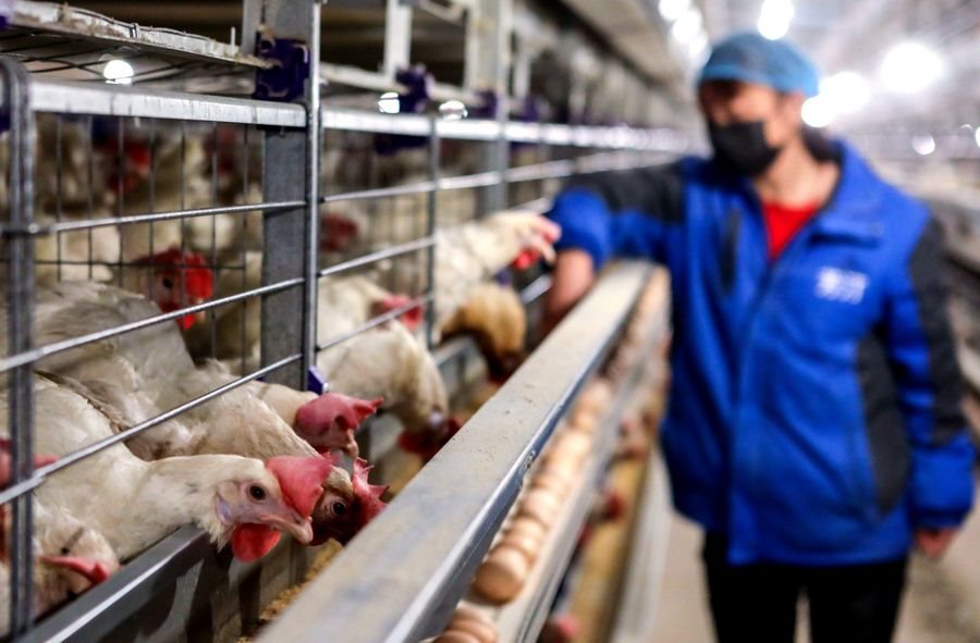 Ο τομέας πουλερικών της ΕΕ ζητά προληπτική αναστολή των εισαγωγών από την Κίνα