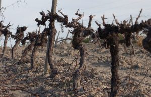 Σε προληπτικά μέτρα βασίζεται η αντιμετώπιση των ασθενειών του ξύλου στα αμπέλια