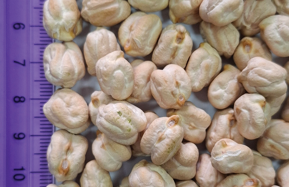 Έφτασε στην Ελλάδα η ποικιλία ρεβυθιού Ituci που κατέκτησε την Ισπανία