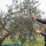 Μέχρι 28 Φεβρουαρίου η ανανέωση ασφαλιστικής ικανότητας αγροτών 2026