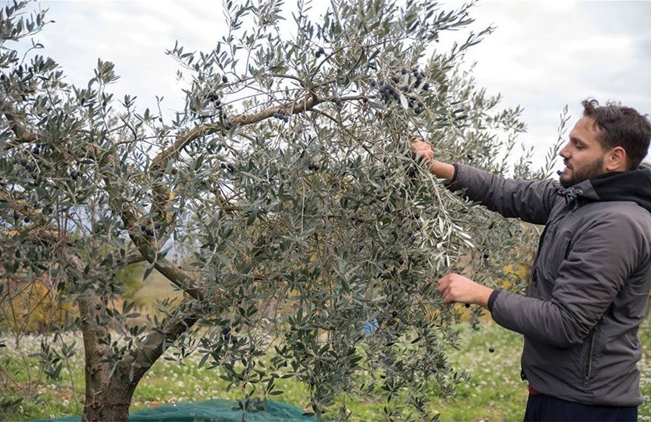 Μέχρι  28 Φεβρουαρίου η ανανέωση ασφαλιστικής ικανότητας αγροτών 2026