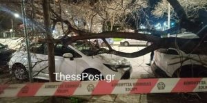 Ο Βαρδάρης σαρώνει τη Θεσσαλονίκη – Δεκάδες κλήσεις δέχθηκε η Πυροσβεστική, πτώσεις δέντρων και διακοπές ρεύματος