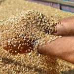 Γεωργία: Σιτηρά και κτηνοτροφία στηρίζουν τον δείκτη, βαρίδι τα «μαλακά» εμπορεύματα