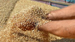 Γεωργία: Σιτηρά και κτηνοτροφία στηρίζουν τον δείκτη, βαρίδι τα «μαλακά» εμπορεύματα