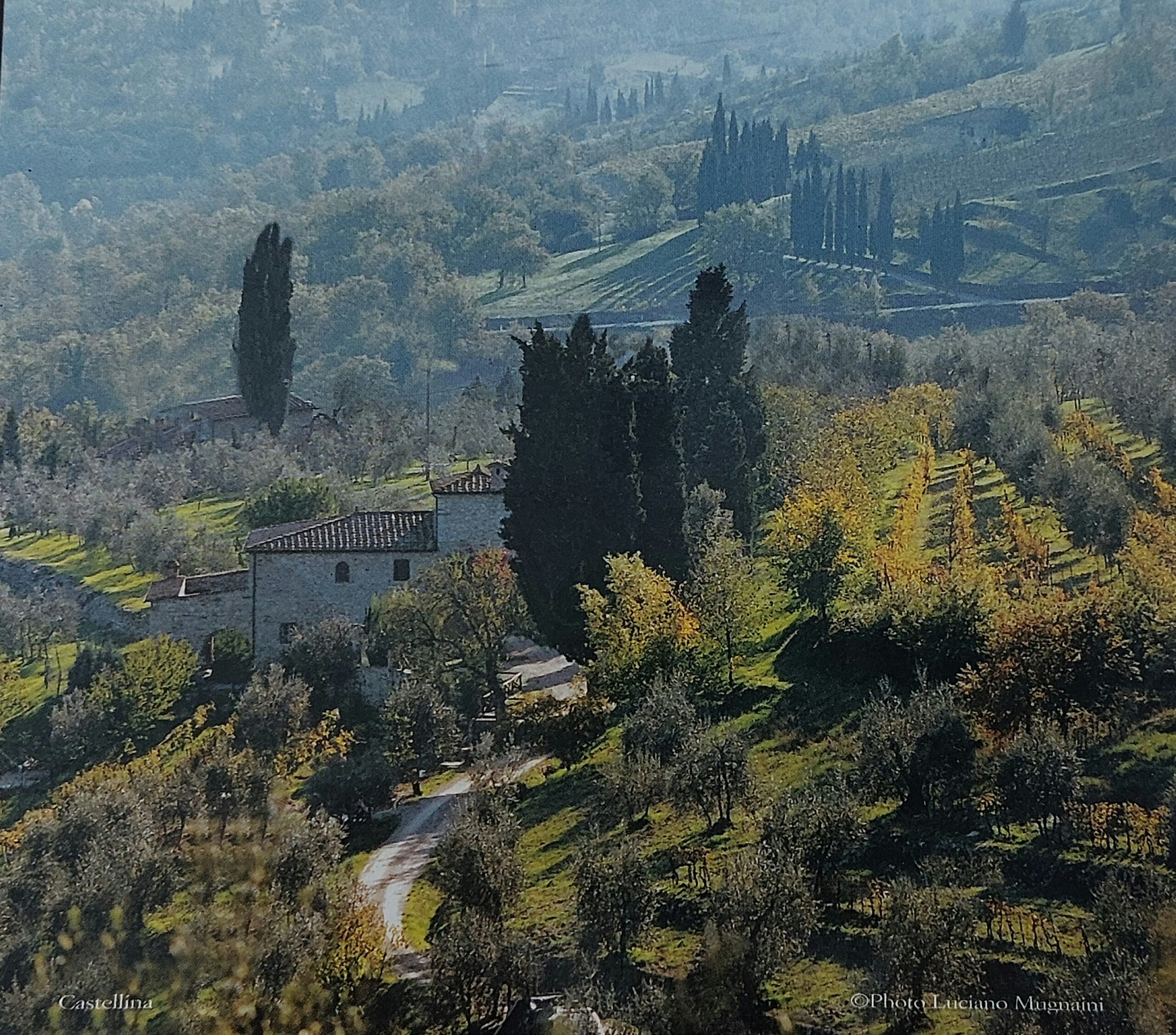 Εθνική ελαϊκή πολιτική της Ιταλίας για υπεράσπιση της ελαιοκαλλιέργειάς της