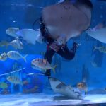 Υποβρύχιες ευχές για το Σεληνιακό νέο έτος σε ενυδρείο της Νότιας Κορέας