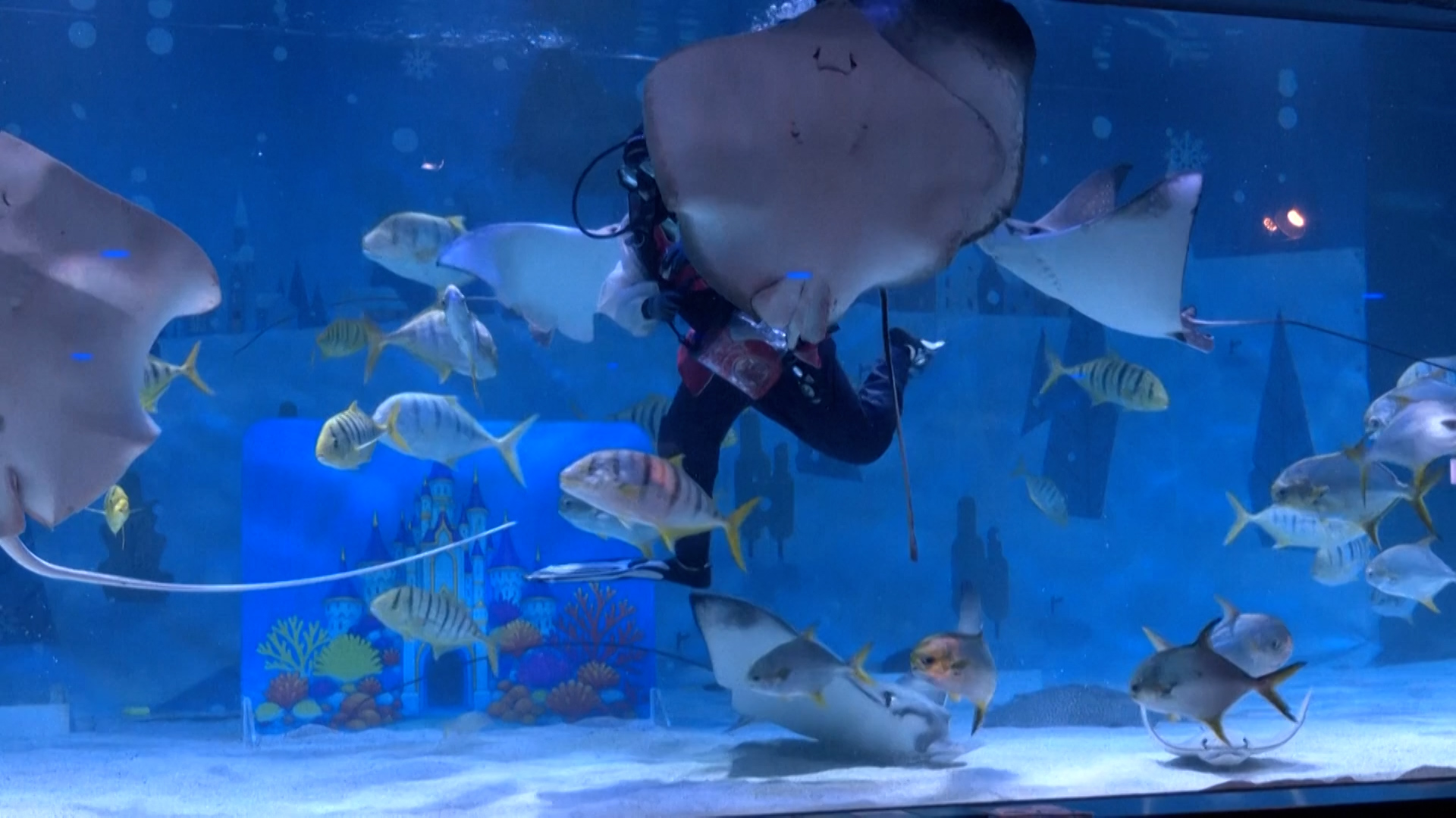 Υποβρύχιες ευχές για το Σεληνιακό νέο έτος σε ενυδρείο της Νότιας Κορέας