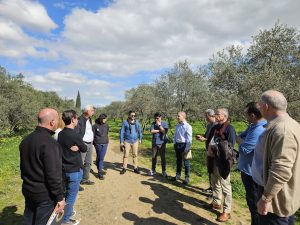 Έξυπνες ηλεκτρονικές δακοπαγίδες ετοιμάζει το έργο βιώσιμης ελαιοκαλλιέργειας OliveTech