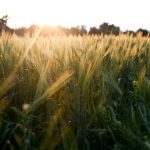 Τι αλλάζει στους καθαρισμούς των οικοπέδων με το νομοσχέδιο «Ενεργή Μάχη» – Πότε θα παρεμβαίνει η Πυροσβεστική