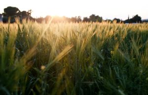 Τι αλλάζει στους καθαρισμούς των οικοπέδων με το νομοσχέδιο «Ενεργή Μάχη» – Πότε θα παρεμβαίνει η Πυροσβεστική