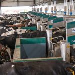 Ιδανική για μεγάλες μονάδες αγελαδοτροφίας η ρομποτική αρμεγή μέσω Batch Milking - Τυροκόμος