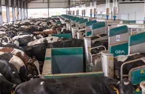 Ιδανική για μεγάλες μονάδες αγελαδοτροφίας η ρομποτική αρμεγή μέσω Batch Milking - Τυροκόμος