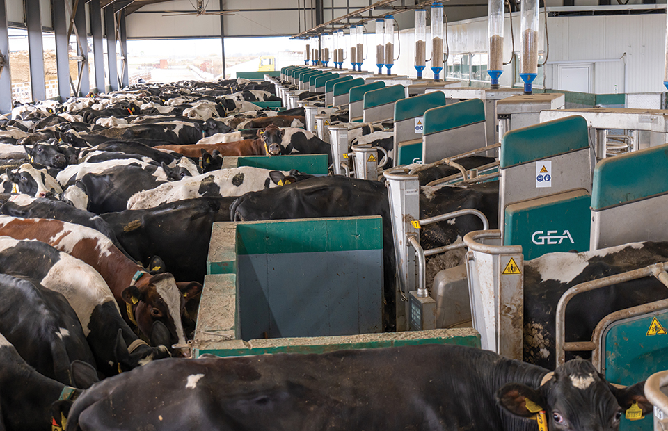 Ιδανική για μεγάλες μονάδες αγελαδοτροφίας η ρομποτική αρμεγή μέσω Batch Milking - Τυροκόμος