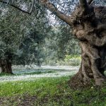 Ελαίας Καρπός