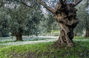 Ελαίας Καρπός