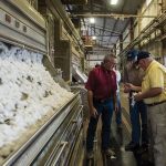 Ανταγωνιστικό προβάδισμα για το ελληνικό βαμβάκι στην Ιταλία