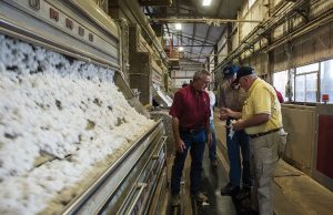 Ανταγωνιστικό προβάδισμα για το ελληνικό βαμβάκι στην Ιταλία