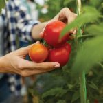 Συσπειρώνεται απέναντι στην συμφωνία εμπορίου ΕΕ-Μαρόκου ο κλάδος τομάτας της Ισπανίας - Fresher