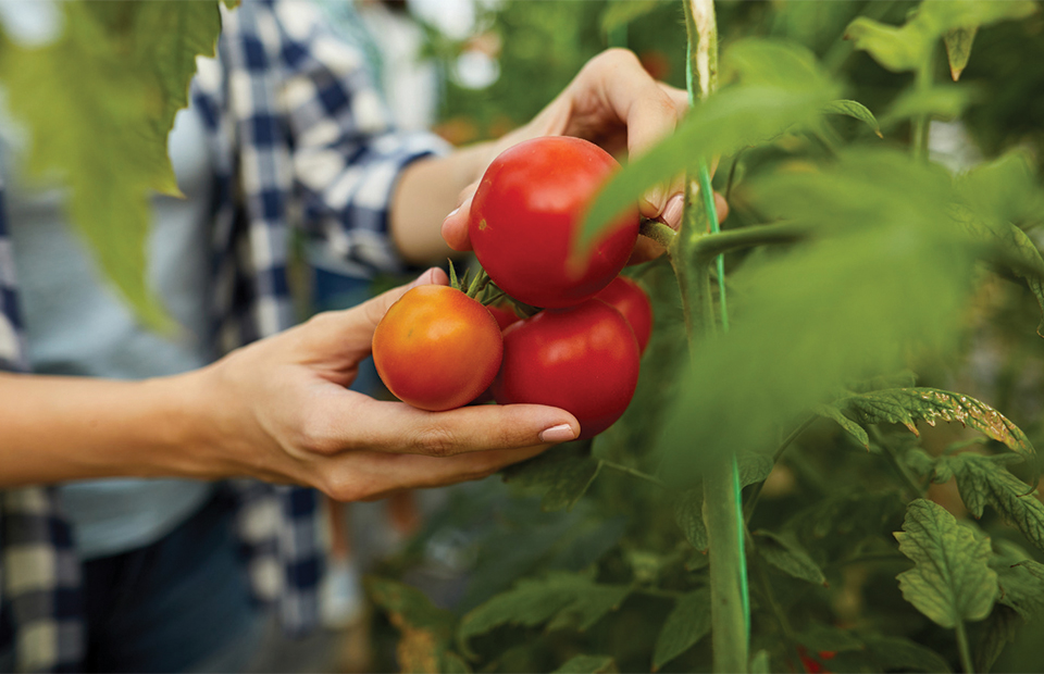 Συσπειρώνεται απέναντι στην συμφωνία εμπορίου ΕΕ-Μαρόκου ο κλάδος τομάτας της Ισπανίας - Fresher