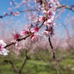 Κομβικός ο ρόλος διαφυλλικής υποστήριξης στην ανθοφορία στα οπωροφόρα