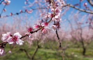 Κομβικός ο ρόλος διαφυλλικής υποστήριξης στην ανθοφορία στα οπωροφόρα