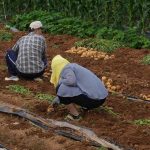 Κεφαλογιάννης: Στηρίζουμε το εισόδημα και την αξιοπρέπεια του Ευρωπαίου αγρότη