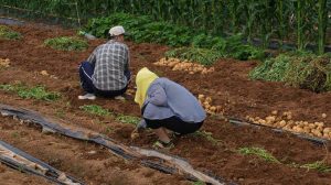 Κεφαλογιάννης: Στηρίζουμε το εισόδημα και την αξιοπρέπεια του Ευρωπαίου αγρότη