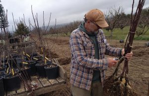 Με δικαίωμα για ειδική βάμβακος και πριμ στα αγροπεριβαλλοντικά οι «μικροί» καλλιεργητές στην επικείμενη ΚΑΠ