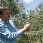 Βραβευμένο από τη γέννησή του το ελαιόλαδο της Λέσβου