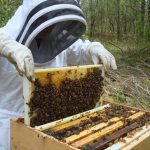 O Κωνσταντίνος Βαμβακάς πρόεδρος της Κοινότητας Βιολογικής Μελισσοκομίας