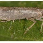 Ο πυρηνοτρήτης είναι συχνός επισκέπτης στον ελαιώνα σας;