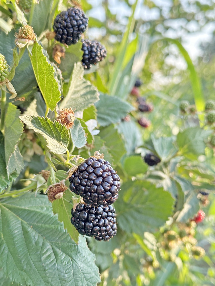 Evros Blackberries: Τα βατόμουρα βρήκαν τον τόπο τους