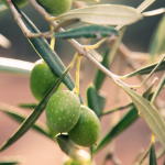 Παρατηρητήριο Τιμών Ελαιολάδου (20/2/2026)