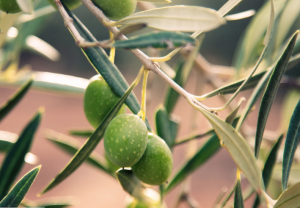 Παρατηρητήριο Τιμών Ελαιολάδου (20/2/2026)